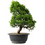 Juniperus chinensis Itoigawa, 30 cm, ± 15 jaar oud