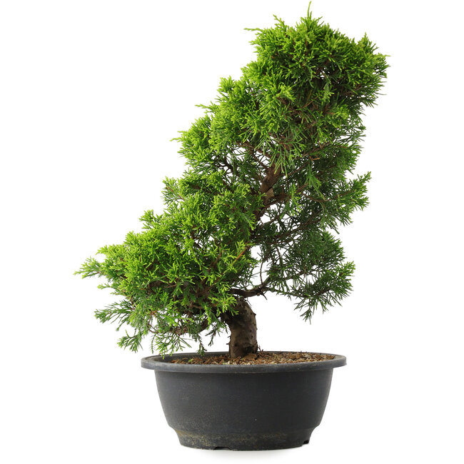 Juniperus chinensis Itoigawa, 33,5 cm, ± 15 anni