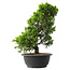 Juniperus chinensis Itoigawa, 33,5 cm, ± 15 jaar oud