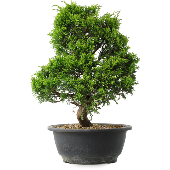 Juniperus chinensis Itoigawa, 30 cm, ± 15 jaar oud