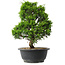 Juniperus chinensis Itoigawa, 30 cm, ± 15 jaar oud