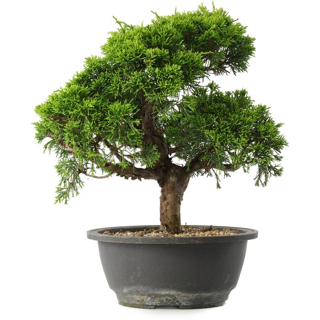 Juniperus chinensis Itoigawa, 27,5 cm, ± 15 anni