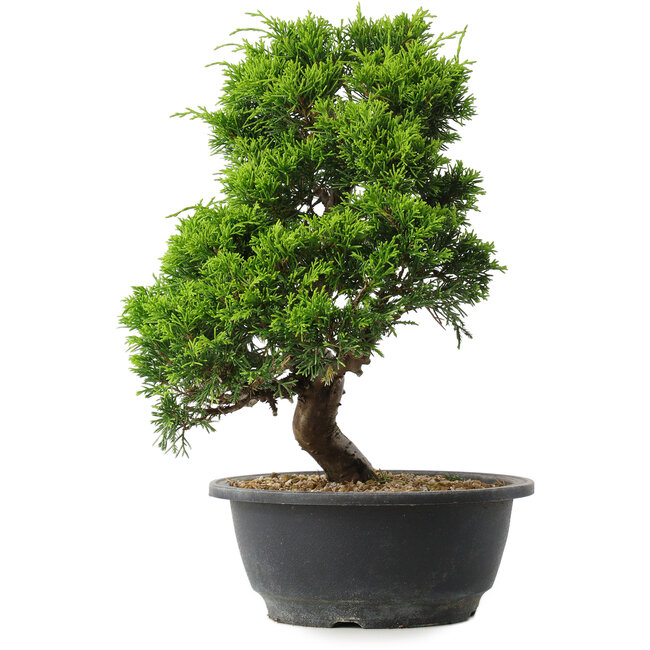 Juniperus chinensis Itoigawa, 30 cm, ± 15 jaar oud
