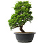 Juniperus chinensis Itoigawa, 30 cm, ± 15 jaar oud
