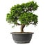 Juniperus chinensis Itoigawa, 27,5 cm, ± 15 anni