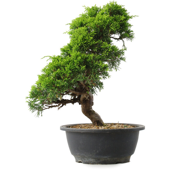 Juniperus chinensis Itoigawa, 30 cm, ± 15 years old