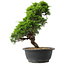 Juniperus chinensis Itoigawa, 30 cm, ± 15 jaar oud