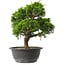 Juniperus chinensis Itoigawa, 27,5 cm, ± 15 anni