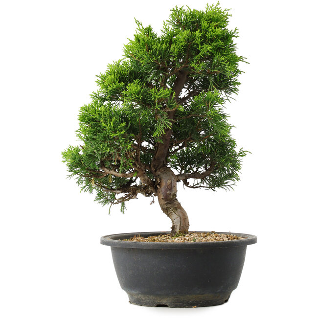 Juniperus chinensis Itoigawa, 30 cm, ± 15 ans