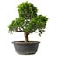 Juniperus chinensis Itoigawa, 27,5 cm, ± 15 anni