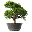 Juniperus chinensis Itoigawa, 27,5 cm, ± 15 anni