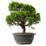 Juniperus chinensis Itoigawa, 27,5 cm, ± 15 anni