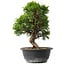 Juniperus chinensis Itoigawa, 29,5 cm, ± 15 anni