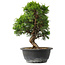 Juniperus chinensis Itoigawa, 29,5 cm, ± 15 jaar oud