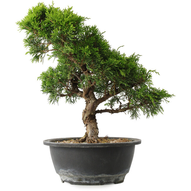 Juniperus chinensis Itoigawa, 29,5 cm, ± 15 años