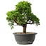 Juniperus chinensis Itoigawa, 27,5 cm, ± 15 anni