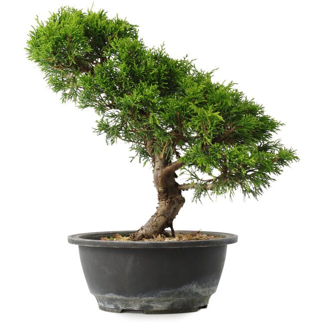 Juniperus chinensis Itoigawa, 29,5 cm, ± 15 ans