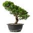 Juniperus chinensis Itoigawa, 29,5 cm, ± 15 anni