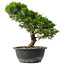 Juniperus chinensis Itoigawa, 29,5 cm, ± 15 ans