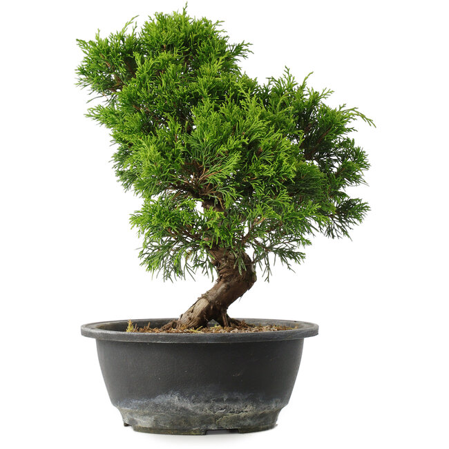 Juniperus chinensis Itoigawa, 29,5 cm, ± 15 años