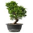 Juniperus chinensis Itoigawa, 29,5 cm, ± 15 anni