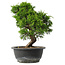 Juniperus chinensis Itoigawa, 29,5 cm, ± 15 ans