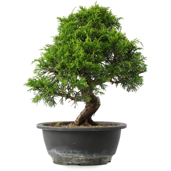 Juniperus chinensis Itoigawa, 29,5 cm, ± 15 Jahre alt