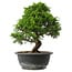 Juniperus chinensis Itoigawa, 29,5 cm, ± 15 anni