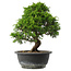 Juniperus chinensis Itoigawa, 29,5 cm, ± 15 jaar oud
