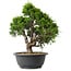 Juniperus chinensis Itoigawa, 29,5 cm, ± 15 anni