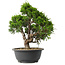 Juniperus chinensis Itoigawa, 29,5 cm, ± 15 jaar oud
