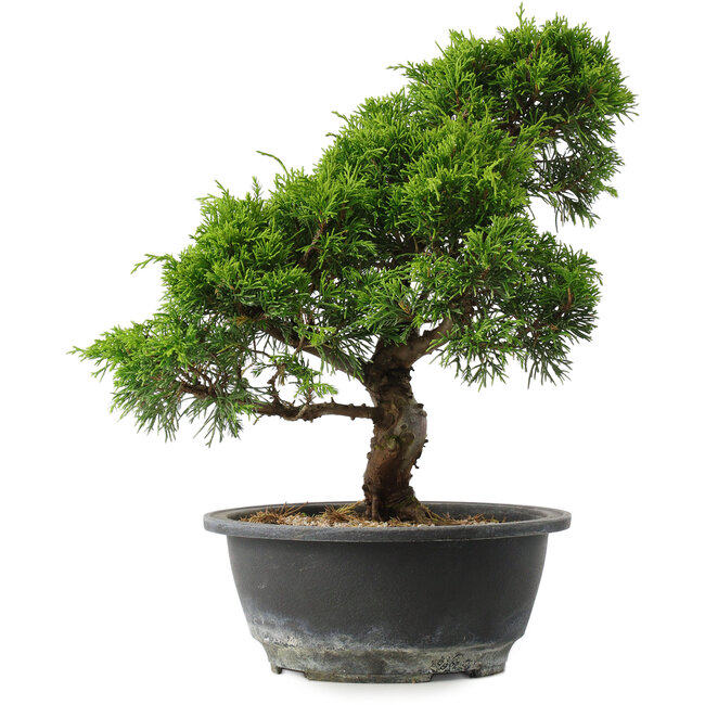 Juniperus chinensis Itoigawa, 29,5 cm, ± 15 jaar oud