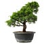 Juniperus chinensis Itoigawa, 29,5 cm, ± 15 anni