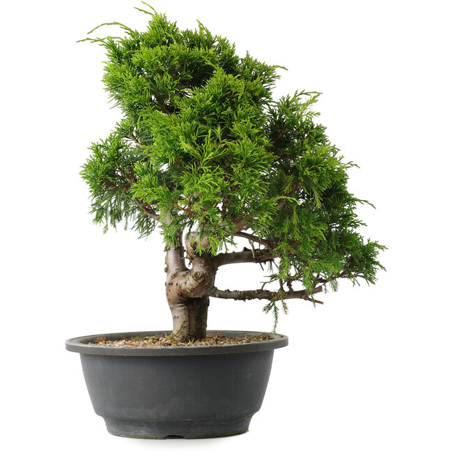 Juniperus chinensis Itoigawa, 29,5 cm, ± 15 jaar oud
