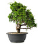 Juniperus chinensis Itoigawa, 29,5 cm, ± 15 jaar oud