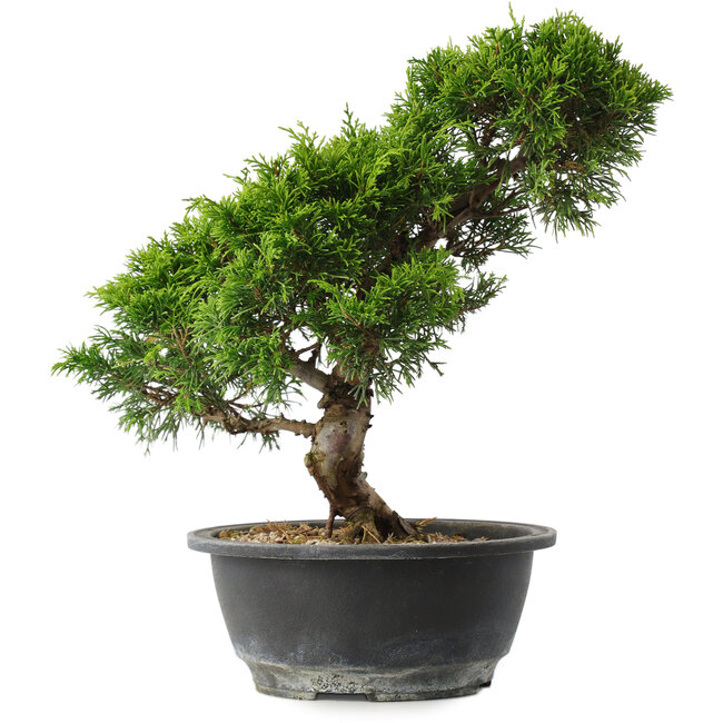 Juniperus chinensis Itoigawa, 29,5 cm, ± 15 anni