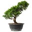 Juniperus chinensis Itoigawa, 29,5 cm, ± 15 anni