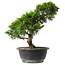 Juniperus chinensis Itoigawa, 29,5 cm, ± 15 jaar oud