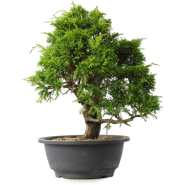 Juniperus chinensis Itoigawa, 29,5 cm, ± 15 jaar oud