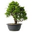 Juniperus chinensis Itoigawa, 29,5 cm, ± 15 anni