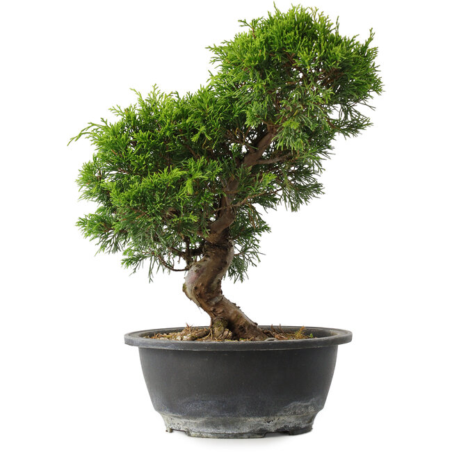 Juniperus chinensis Itoigawa, 29,5 cm, ± 15 años