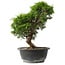 Juniperus chinensis Itoigawa, 29,5 cm, ± 15 anni