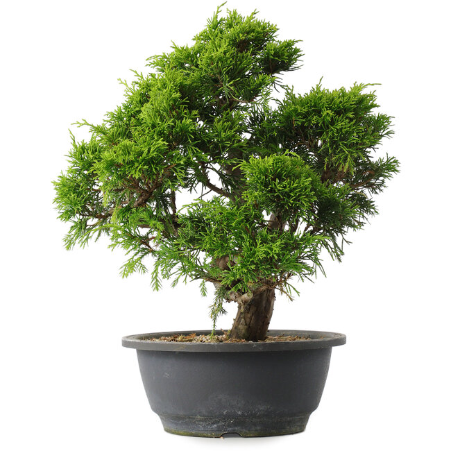 Juniperus chinensis Itoigawa, 29,5 cm, ± 15 ans