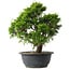 Juniperus chinensis Itoigawa, 29,5 cm, ± 15 anni