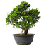 Juniperus chinensis Itoigawa, 29,5 cm, ± 15 jaar oud