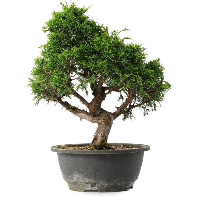 Juniperus chinensis Itoigawa, 29 cm, ± 15 anni