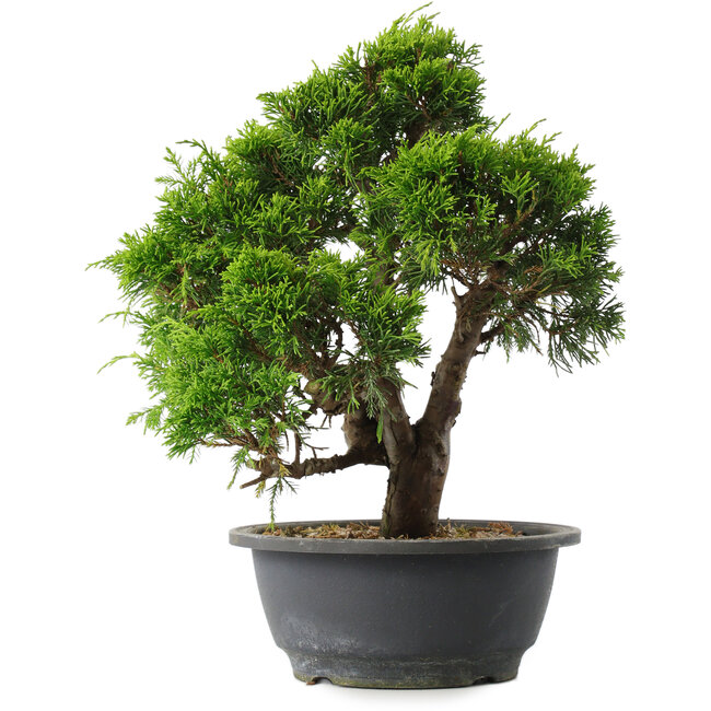 Juniperus chinensis Itoigawa, 29,5 cm, ± 15 jaar oud