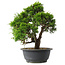 Juniperus chinensis Itoigawa, 29,5 cm, ± 15 jaar oud