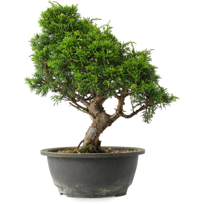 Juniperus chinensis Itoigawa, 29 cm, ± 15 jaar oud