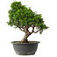 Juniperus chinensis Itoigawa, 29 cm, ± 15 anni